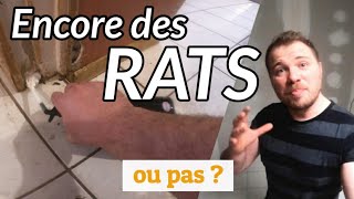 Infestation extrême de RATS dans une maison 44 [upl. by Crista182]