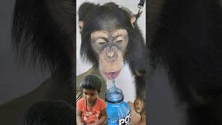 Monkey love Powerade monkey funnyvideo greenscreenanimal water [upl. by Adnilev]