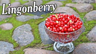 LINGONBERRY  Blueberrys Delicious Cousin  Weird Fruit Explorer [upl. by Anestassia495]