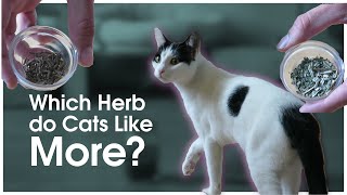 Catnip VS Valerian Which CatFriendly Herb Cats Like More Live Experiment [upl. by Siana]