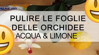 ORCHIDEA come pulire le foglie con ACQUA E LIMONE [upl. by Noremac]