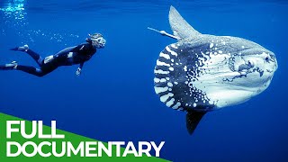 Ocean Stories  Full Series  Free Documentary Nature [upl. by Yramesor]