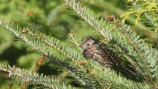 Lincolns Sparrow in Maine [upl. by Victorie]