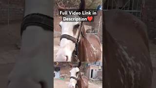 FINALLY New HORSE  Meet Our New HORSE 🐎 viral horse shorts animals [upl. by Garvin808]