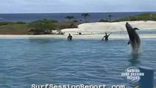 Jumping Dolphins in Super Slow Motion [upl. by Ilona285]