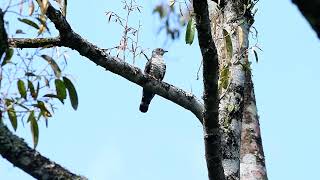 Indian cuckoo Cuculus micropterus [upl. by Any]