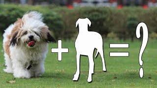 Top 10 New Lhasa Apso Mixes Dog Breeds  Lhasa Apso Mix [upl. by Aira]