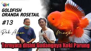 Budidaya Ikan Mas Koki Oranda Rosetail [upl. by Geno]