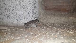 I gave a yummy treat for frog in my house  Eating wood termites 😋 termites funnyanimal frog [upl. by Dabney]