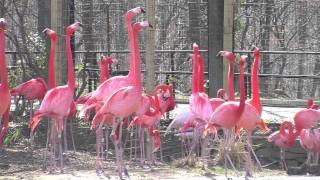 Flamingos at the National Zoo [upl. by Irra]