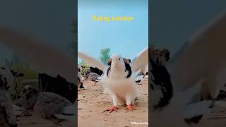 Dubai kabootar kabutar ka Badshah 😈❣️🥰😍🕊️ [upl. by Oznole]