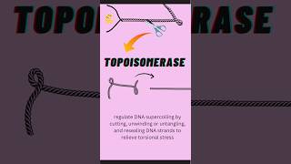 topoisomerase vs helicase enzyme dna dnareplication biology [upl. by Rozamond]