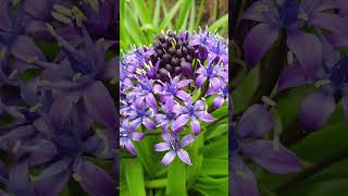 Scilla peruviana  Portuguese squill shorts [upl. by Ricky]