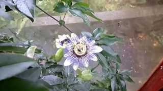 Passion Flowers and the Story Behind the Name [upl. by Anidem]