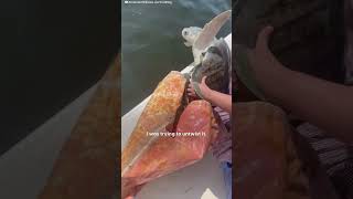 Family Works Together To Rescue Suffocating Turtle  The Dodo [upl. by Duthie]