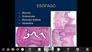 HyE  Histología del Sistema Digestivo parte 2  25082021 [upl. by Ahsiya]