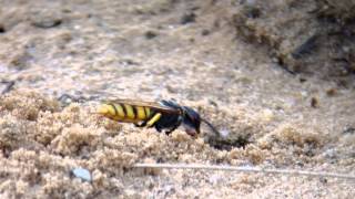 Bee Wolf Wasp vs Cuckoo Wasp  slow motion test Corel Video Studio x5 [upl. by Okika]