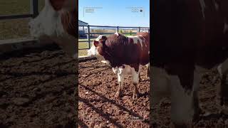 🔴 SIMMENTAL CATTLE ✅ Biggest Bulls And Cow [upl. by Kesia]