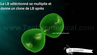 Activation des lymphocytes B [upl. by Darby]