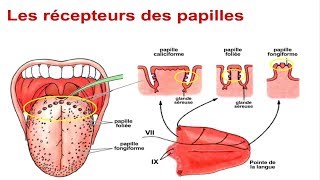 Physiologie du goût [upl. by Armillia]