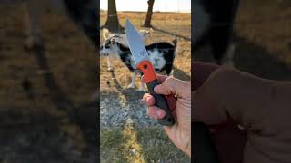 HomesteadFarm EDC  Primitive Bear Knives Hunters EDC edc edcknife shorts goat blade farm [upl. by Leontine]