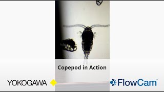 Copepod as seen in video mode on a FlowCam [upl. by Peyter894]