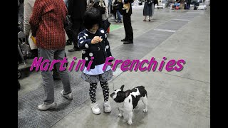 Martini Frenchies フレンチブルドッグ [upl. by Airet]