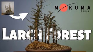 Saving an old and dying Larch Bonsai Forest [upl. by Varhol]