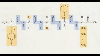 Bioelementos y biomoléculas [upl. by Isyed656]