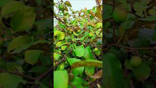 Thai apple ber plant farming [upl. by Yrahk]