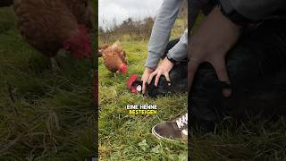 Was tun bei einem aggressiven Hahn😱🐓 hahn hühner landwirtschaft gutzuwissen tiere huhn [upl. by Kila789]