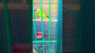 Ringneck parrot collection birds parrot birdsloverparrotlovers [upl. by Valentina]