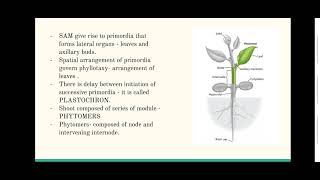 Organogenesis in plants  SAM [upl. by Baskett]