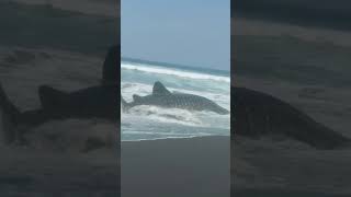 A giant fish washed up on the beach beach fish giant [upl. by Sukramed]