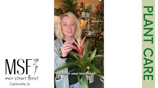 Bromeliad Care Basics [upl. by Fugere]