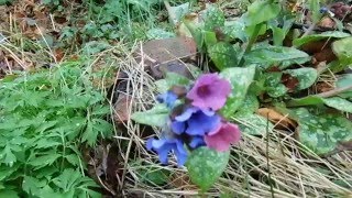 Miodunka plamista Lungwort  Pulmonaria officinalis [upl. by Nolahs]