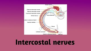 Intercostal nerves  Nerve pathway  Branches  Intercostal nerve block  Clinical correlation [upl. by Wesa]