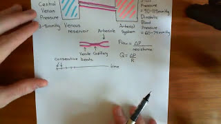 Haemodynamic Shear Stress Part 2 [upl. by Ardnaiek]