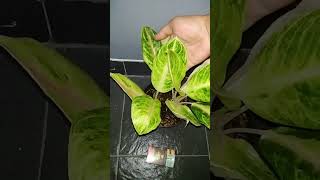 Aglaonema Big Mama aglaonemaindonesia tanamanhias aglaonemajumbo aglaonematanianlokal plants [upl. by Irrak789]