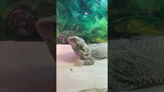 Like and subscribe if you love reptiles [upl. by Naliorf]