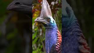 El Casuario casuario cassowary top [upl. by Rosette643]