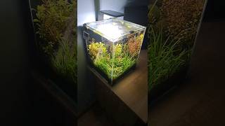 Aquarium cube LowTech 30L plantedtank aquascape lt akwarium fishtank fish plants shrimp [upl. by Ennyletak]