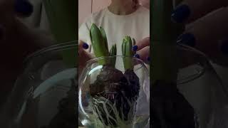 Гіацинт Hyacinthus hyacinth plantae plants квіти [upl. by Ylelhsa774]