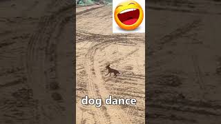 dog dance funnyvideo dogs doglovers [upl. by Funch]