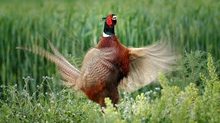 Bird sounds – Common pheasant Phasianus colchicus [upl. by Rape]