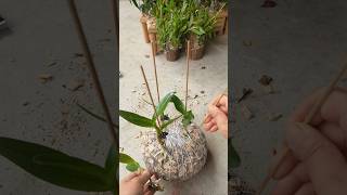 Learning grafting dendrobium nobile plants easy tips grafting plants plant short [upl. by Bearnard]