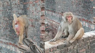 Hanuman monkey  Langur monkey  Langur hanuman  Dheeraj uncle [upl. by Otsirc]