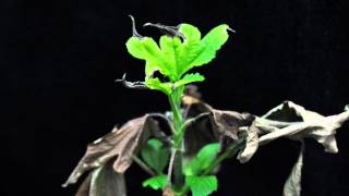 Paraquat SOA 22 giant ragweed growing point [upl. by Feodora879]