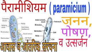 Paramecium in hindi  पैरामीशियम में आवास आंतरिक संरचना जनन पोषण व उत्सर्जन  Knowledge TV [upl. by Gelya]