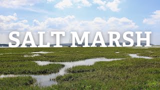 Exploring the Solents Salt Marshes [upl. by Arutnev28]